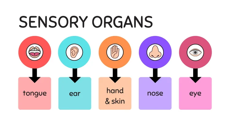 5 senses sensory organs